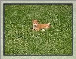 Shiba inu, słodki, mały, piłeczka