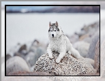 Siberian husky, Pies, Leżący, Kamień