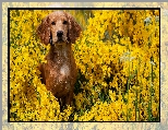 Pies, Żółte, Kwiaty