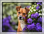 Kwiaty, Spojrzenie, Biało-brązowy, Pies