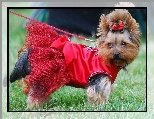 sukienka, Yorkshire Terrier, czerwona, kokardka