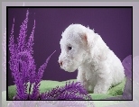 Pies, Biały, Mały, Szczeniaczek, Sealyham Terrier