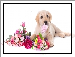 Szczeniak, Kwiaty, Pies, Labrador retriever
