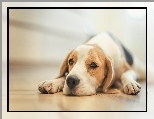 Pies, Szczeniak, Beagle