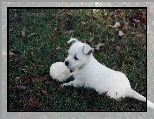 szczeniak, West Highland White Terrier, pi�ka