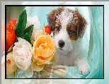 Szczeniak, Pies, Jack Russell terrier, Kwiaty