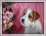 Szczeniak, Jack Russell terrier, Kwiaty