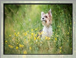 Żółte, Pies, Yorkshire terrier, Kwiaty
