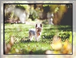 York Terrier, Trawa