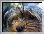 Yorkshire Terrier, Głowa