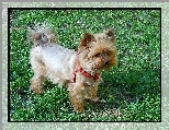 Yorkshire Terrier, 
