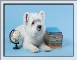 Książki, Pies, Niebieskie, West highland white terrier, Biały, Globus, Tło