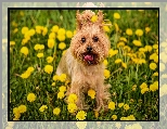 Pies, Trawa, Mlecze, Yorkshire terrier, Kwiaty, Łąka