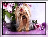 Wazon, Australian Silky Terrier, Kokardka, Kwiaty