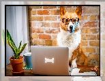 Laptop, Welsh corgi pembroke, Pies, Okulary, Śmieszne