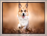 Łapka, Uniesiona, Pies, Welsh corgi pembroke