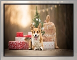 Świąteczne, Pies, Welsh corgi pembroke, Prezenty