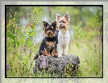 Yorkshire terrier, Dwa, Psy, Kamień