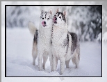 Zima, Psy, Dwa, Siberian husky, Śnieg