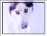 Zima, Pies, Siberian Husky, Śnieg