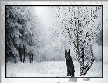 Zima, Pies, Czarny owczarek niemiecki, Drzewa