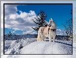Zima, Siberian Husky, Pies, Krajobraz